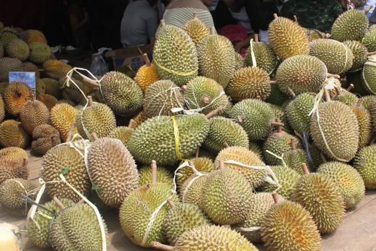 Makan durian sampai puas Sabah Post Makan durian sampai puas Sabah Post