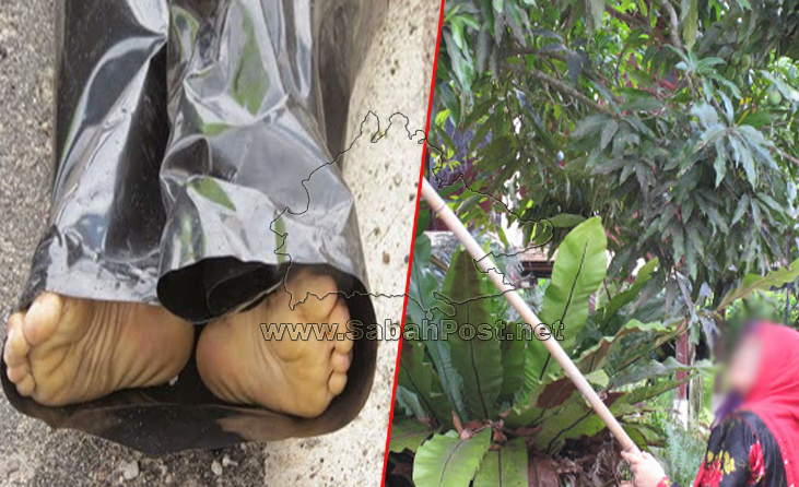 1000 Gambar Buah Mangga Kelapa Paling Baru 1000 Gambar Buah Mangga Kelapa Paling Baru