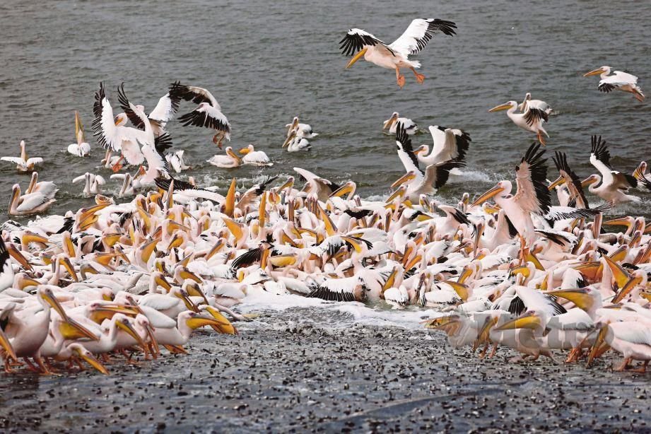 Burung Undan Punca Petani Israel Rugi Besar - Sabah Post