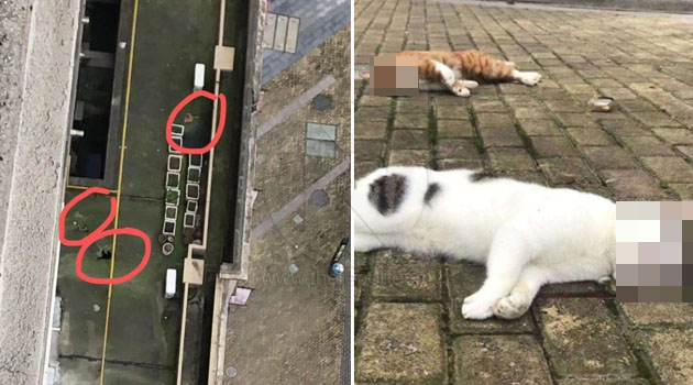 Kucing Anjing Dicampak Dari Apartmen Kerana Disyaki Menyebarkan