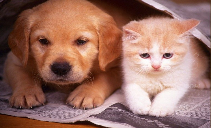 Haiwan Peliharaan Seperti Anjing Kucing Bukan Penyebar Covid 19 Kepada Manusia Veterinar Sabah Post