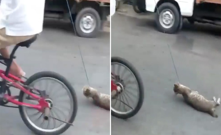 Kucing Naik Basikal