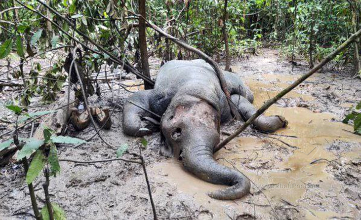 Bangkai Gajah Pygmy Betina Ditemukan Di Sukau